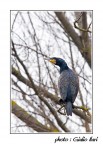 cormorano cormorano