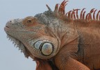 iguana