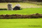 Mondina asiatica Mondina asiatica
