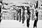 inverno inverno
