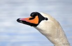 cigno cigno