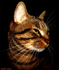 Cat! Cat!