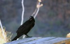 Corvus Corvus