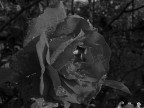 Rosa B/N Rosa B/N