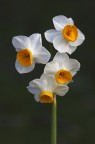 Narcissus tazetta Narcissus tazetta