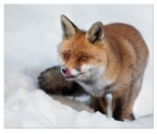 Fox Fox