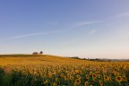 Girasoli al tramonto Girasoli al tramonto