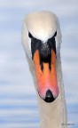 cigno cigno