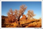 Tree - Monument Valley Tree - Monument Valley