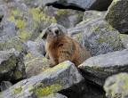 marmotta al sole