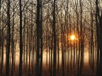 alba nel pioppeto