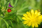 coccinella coccinella