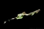 verucchio verucchio