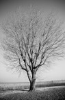 Semplice albero in BW.