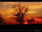 Tramonto al Parco Nord Tramonto al Parco Nord