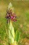 Barlia robertiana - La prima della stagione Barlia robertiana - La prima della stagione