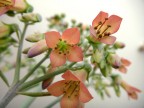 fiore3 fiore3