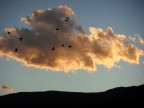 tramonto con uccelli tramonto con uccelli