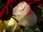 Rosa Rosa