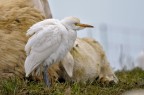 Airone guardabuoi (Bubulcus ibis) Airone guardabuoi (Bubulcus ibis)