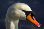 Cigno al Ticino Cigno al Ticino