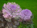 non sembrano fiori! non sembrano fiori!