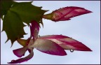 fiore di pianta grassa fiore di pianta grassa