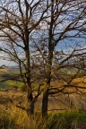 albero albero
