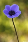 Anemone coronaria Anemone coronaria