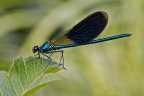 Calopteryx splendens (m)