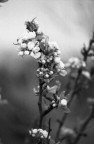 Nature old style Nature old style