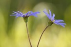 Felicia amolloides Felicia amolloides