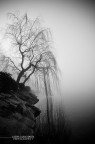just a tree just a tree