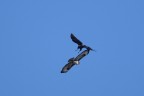 l'attacco l'attacco
