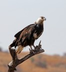 Aquila Aquila