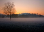 alba alba