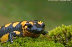 Salamandra pezzata (Salamandra salamandra, Linnaeus 1758) Salamandra pezzata (Salamandra salamandra, Linnaeus 1758)