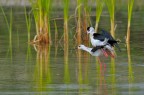 Cavaliere d'italia ( Himantopus himantopus) Cavaliere d'italia ( Himantopus himantopus)