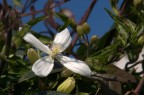 accenni di primavera accenni di primavera