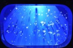 jellyfish jellyfish