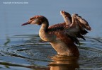 Podiceps cristatus (Svasso Maggiore) Podiceps cristatus (Svasso Maggiore)