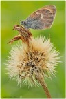 Pamphilus Pamphilus