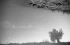 Albero, nuvola e Orione Albero, nuvola e Orione