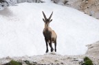 Stambecco sul Montasio Stambecco sul Montasio
