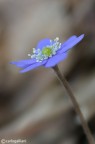 Epatica Epatica