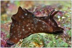 Aplysia sp. Aplysia sp.