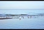 Dining Seagulls Dining Seagulls