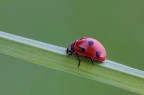 ...Coccinella...!!!