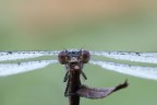 Frontale di Lestes Viridis
