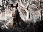 cavallo selvaggio cavallo selvaggio